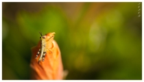 Baby grasshopper | 7D | 150mm 2.8