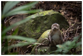 Very cute monkeys is Con Dao national park. Con Dao National park. 5D Mark III | 100-400mm 4.5-5.6L IS II