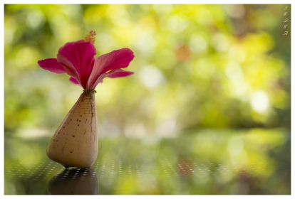 Flower in a Shell, Mahe, Seychelles. 5D Mark III | 50mm 1.4 Art