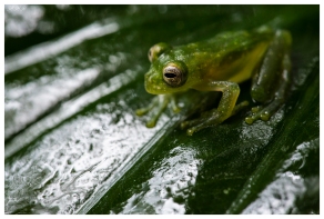 Frogs Heaven, Costa Rica. 5D Mark III | 180mm 2.8 Macro