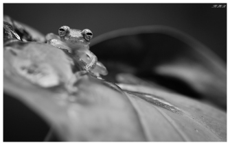 Frogs Heaven, Costa Rica. 5D Mark III | 180mm 2.8 Macro