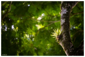 Monteverde Cloud Forest Biological Preserve. Costa Rica. 5D Mark III | 100-400mm 4.5-5.6L IS II