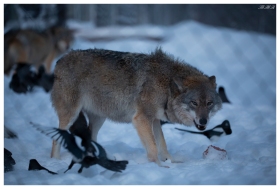 Wolves at a treat at Polar Park, Norway. Canon 5D Mark III | 180mm 2.8 OS Macro