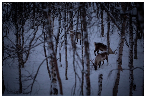 Raindeer at Polar Park, Norway. Canon 5D Mark III | 180mm 2.8 OS Macro